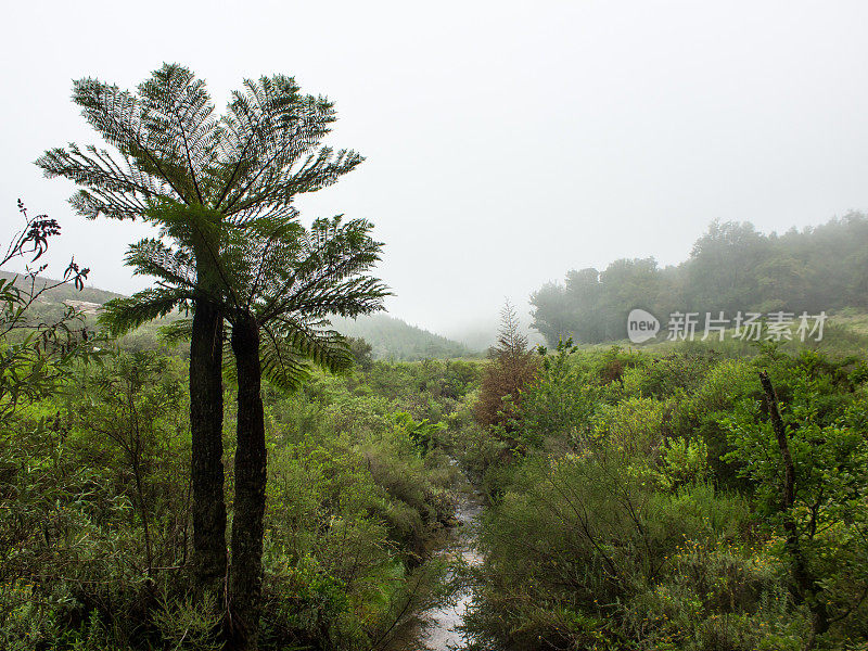 两株高大的草原蕨类植物Cyathea dregei，背景是笼罩在雾霭中的森林和山脉，南非Magoebaskloof。